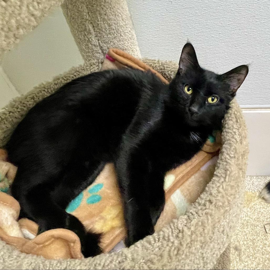 Enlarge Wigwam, a Adoptable Domestic Short Hair in Deerfield, IL image 3/5