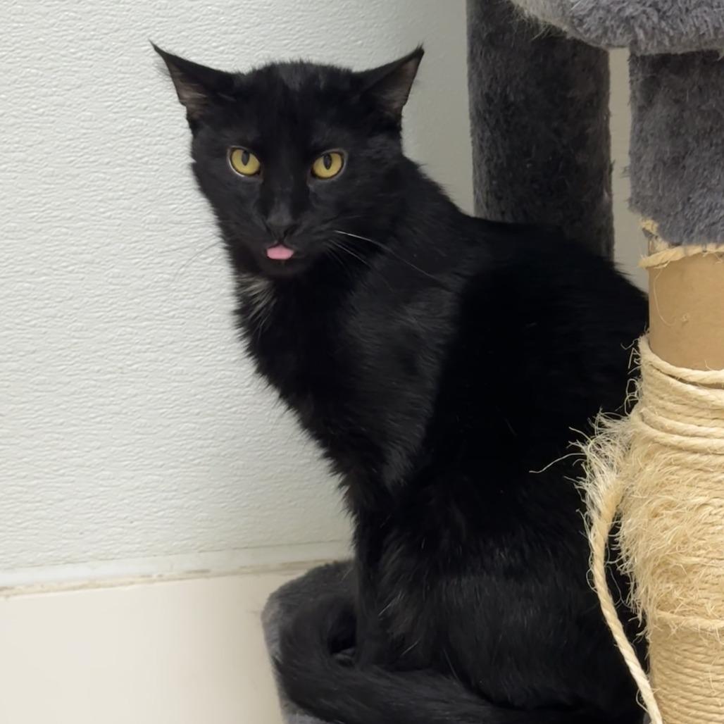 Enlarge Wigwam, a Adoptable Domestic Short Hair in Deerfield, IL image 1/5