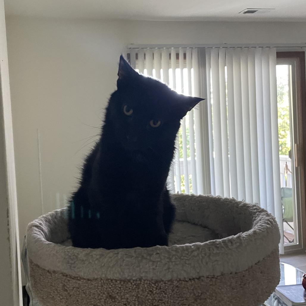 Enlarge Wigwam, a Adoptable Domestic Short Hair in Deerfield, IL image 2/5