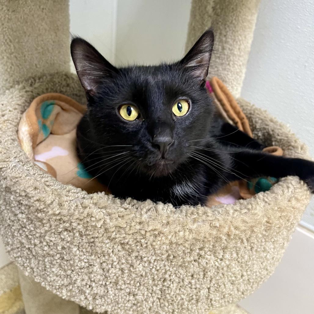 Enlarge Wigwam, a Adoptable Domestic Short Hair in Deerfield, IL image 3/6