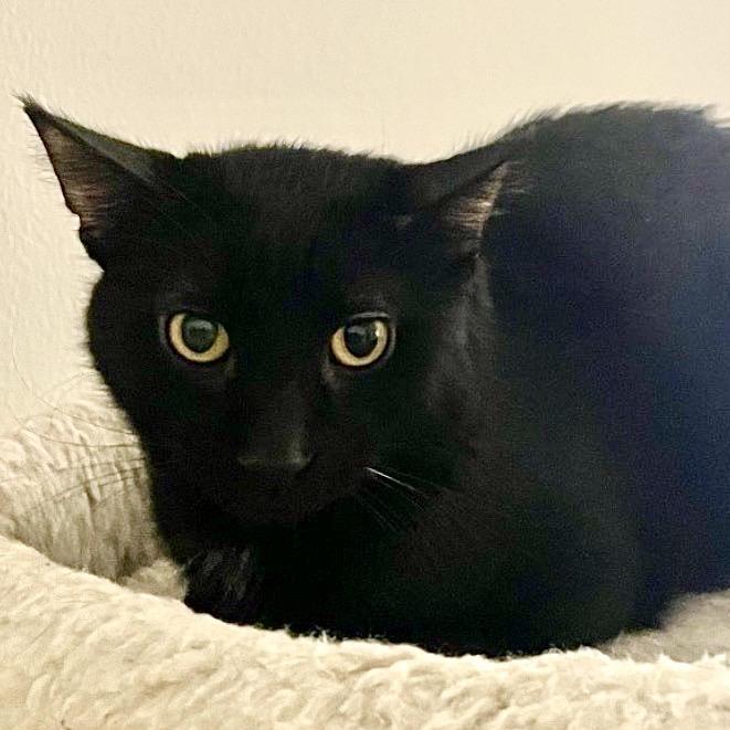 Enlarge Wigwam, a Adoptable Domestic Short Hair in Deerfield, IL image 2/5