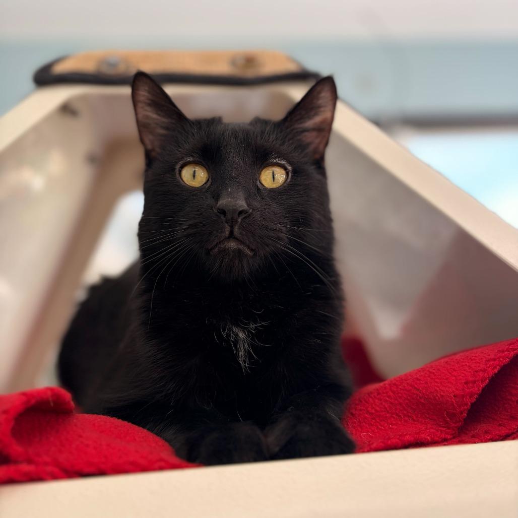 Enlarge Wigwam, a Adoptable Domestic Short Hair in Deerfield, IL image 1/5