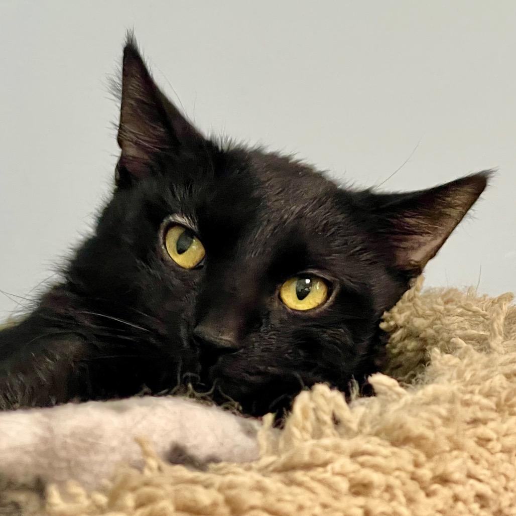 Enlarge Wigwam, a Adoptable Domestic Short Hair in Deerfield, IL image 3/5