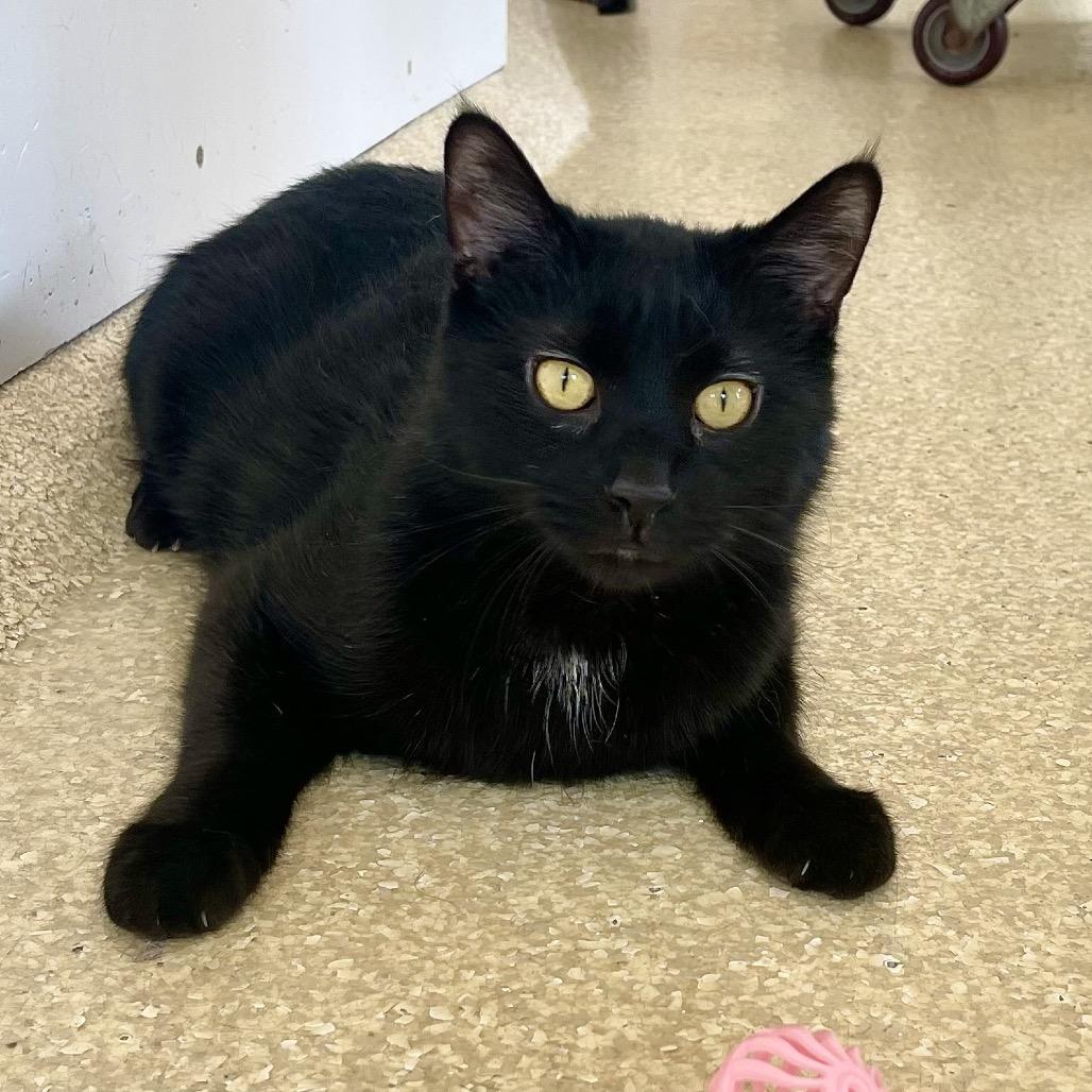 Enlarge Wigwam, a Adoptable Domestic Short Hair in Deerfield, IL image 4/6