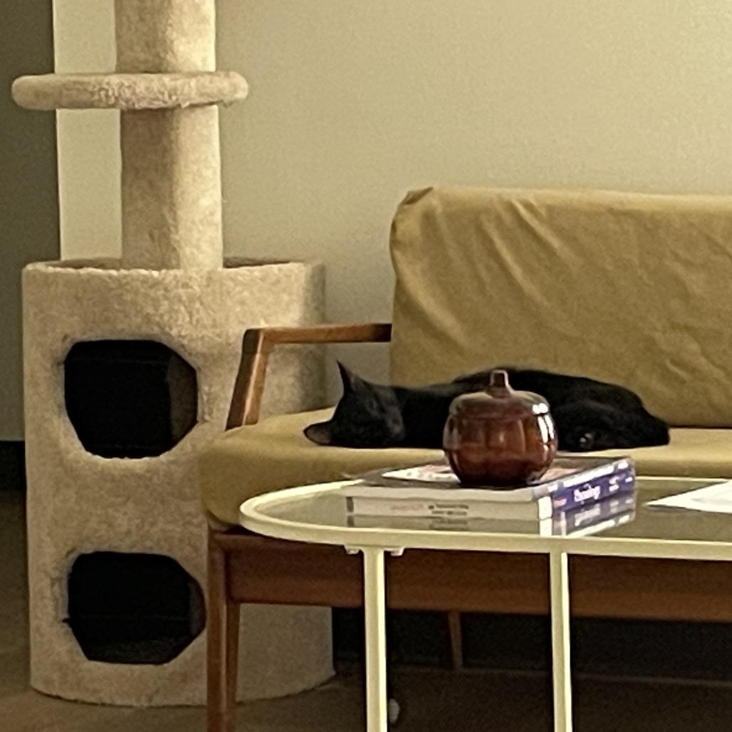 Enlarge Wigwam, a Adoptable Domestic Short Hair in Deerfield, IL image 4/5