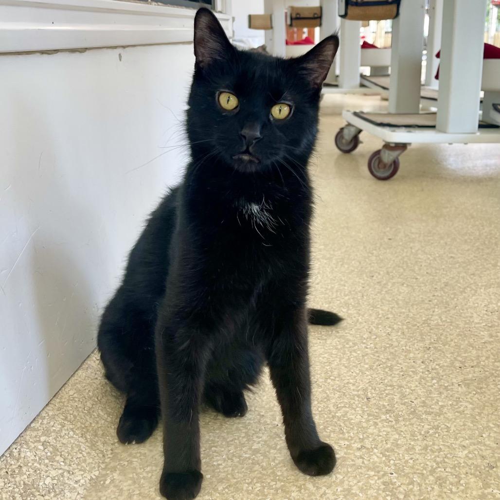Enlarge Wigwam, a Adoptable Domestic Short Hair in Deerfield, IL image 3/5