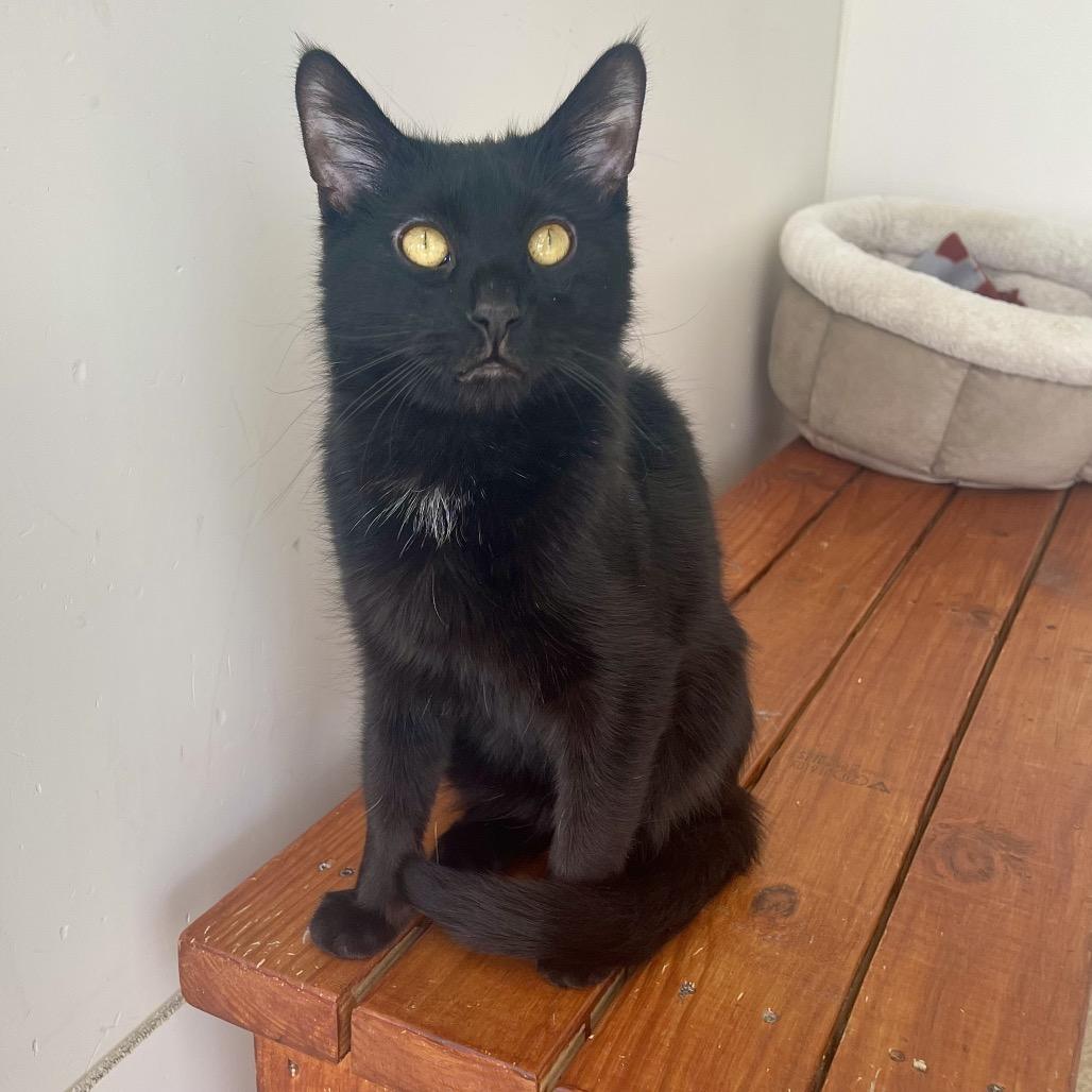 Enlarge Wigwam, a Adoptable Domestic Short Hair in Deerfield, IL image 4/5