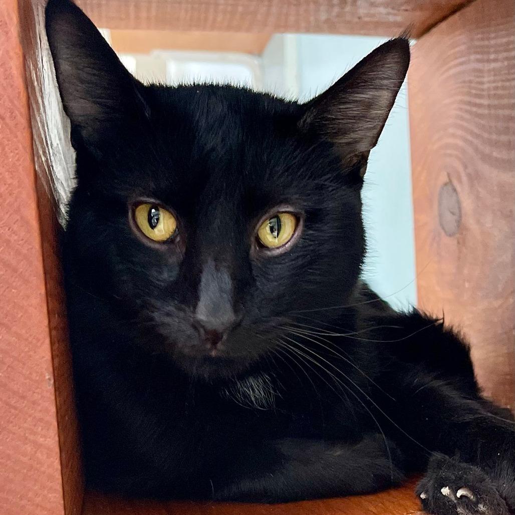 Enlarge Wigwam, a Adoptable Domestic Short Hair in Deerfield, IL image 5/5