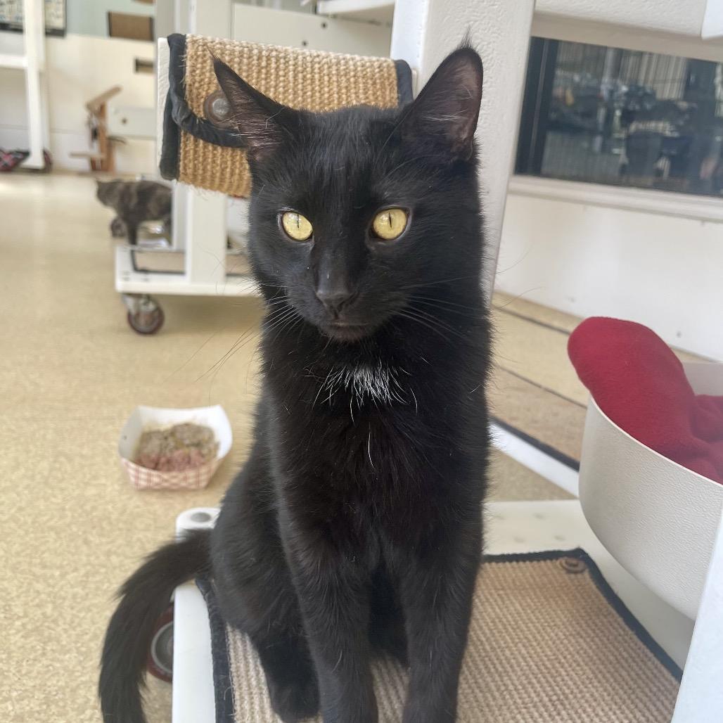 Enlarge Wigwam, a Adoptable Domestic Short Hair in Deerfield, IL image 5/5