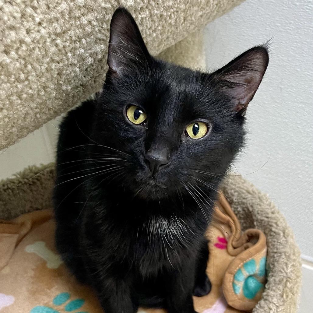 Wigwam — thumbnail 5