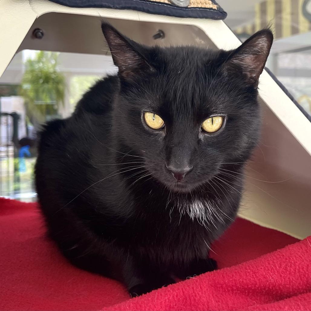 Enlarge Wigwam, a Adoptable Domestic Short Hair in Deerfield, IL image 5/5