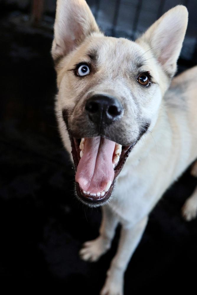 Nanuq, Adoptable, Young Male Husky.