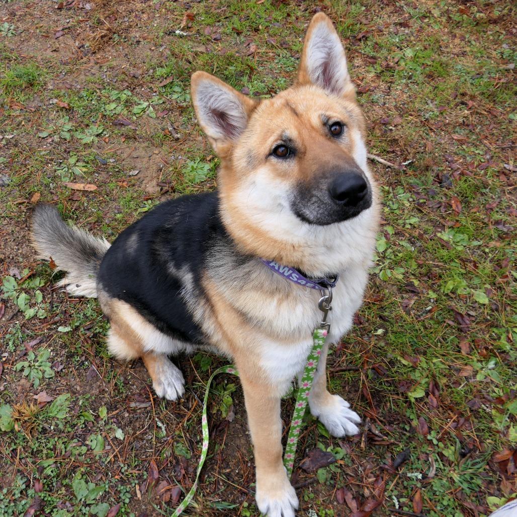 Ari, a Adoptable mixed breed in Greensboro, GA image 3/4