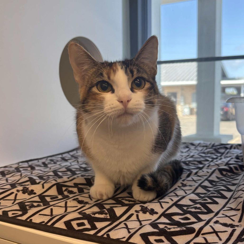 Grace, Adoptable, Young Female Domestic Short Hair.