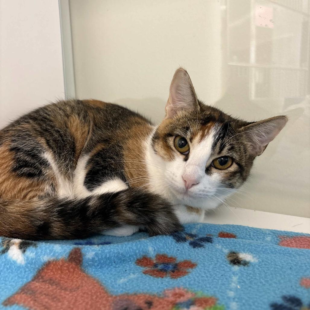 Grace, a Adoptable Domestic Short Hair in Beaumont, TX image 2/3