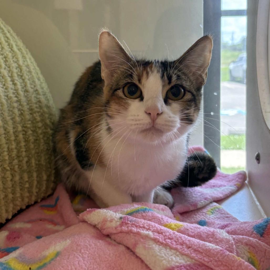 Grace, a Adoptable Domestic Short Hair in Beaumont, TX image 3/3