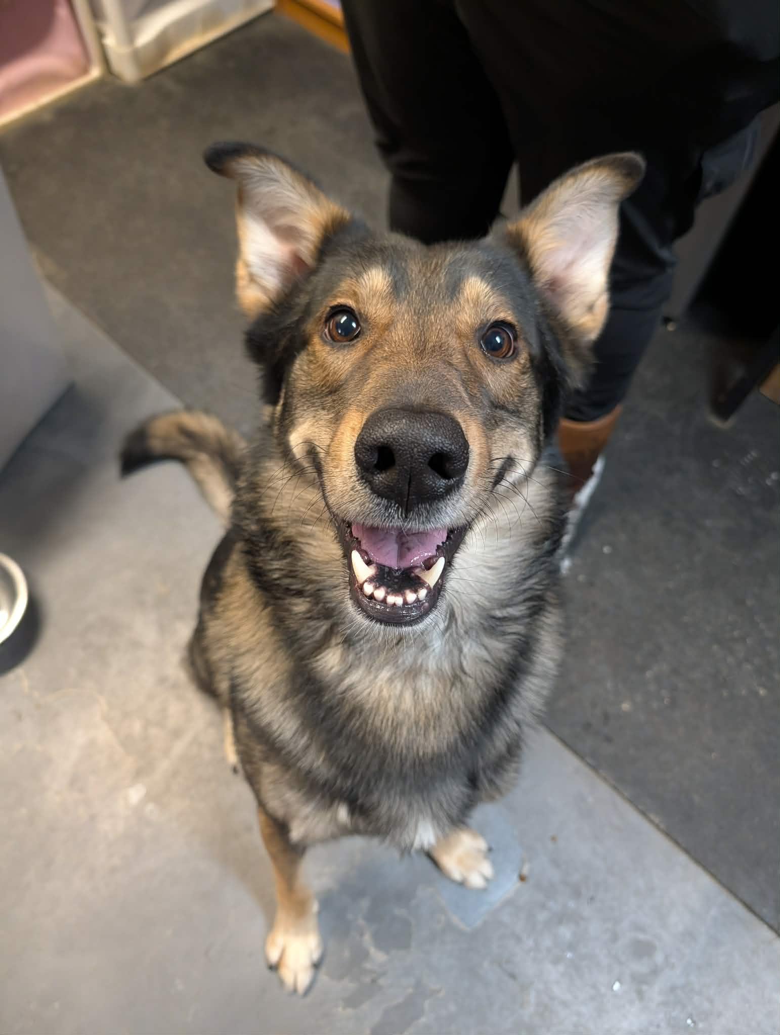 Enlarge Koda*ADOPTION*PENDING, an adopted mixed breed in Waverly, IA image 3/5