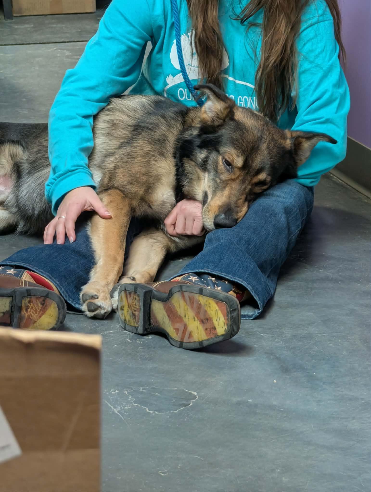 Koda — thumbnail 2