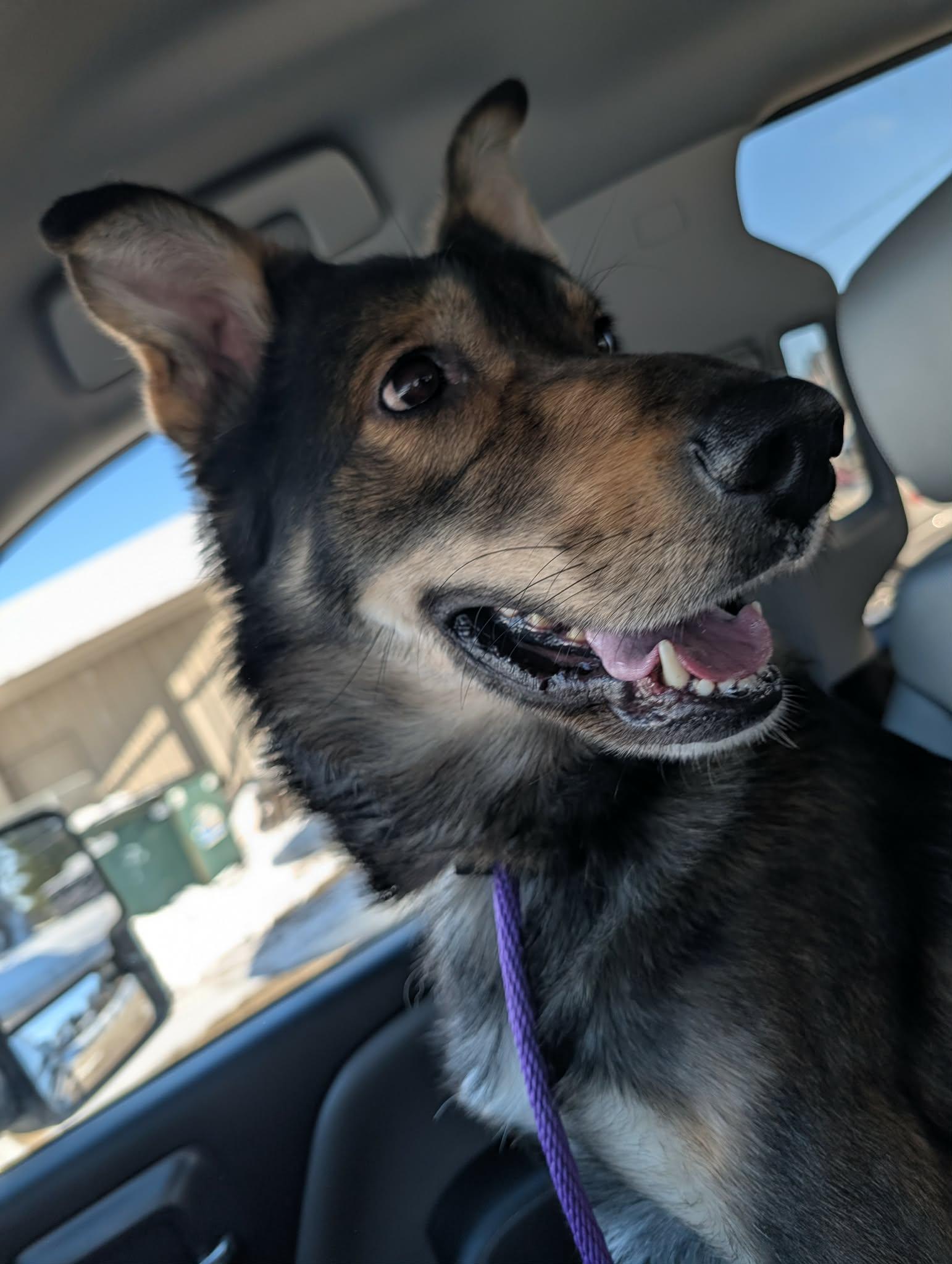 Enlarge Koda*ADOPTION*PENDING, an adopted mixed breed in Waverly, IA image 2/5