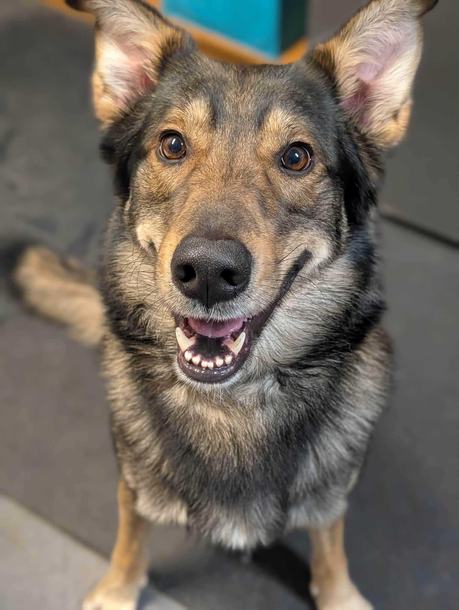 Enlarge Koda*ADOPTION*PENDING, an adopted mixed breed in Waverly, IA image 1/5