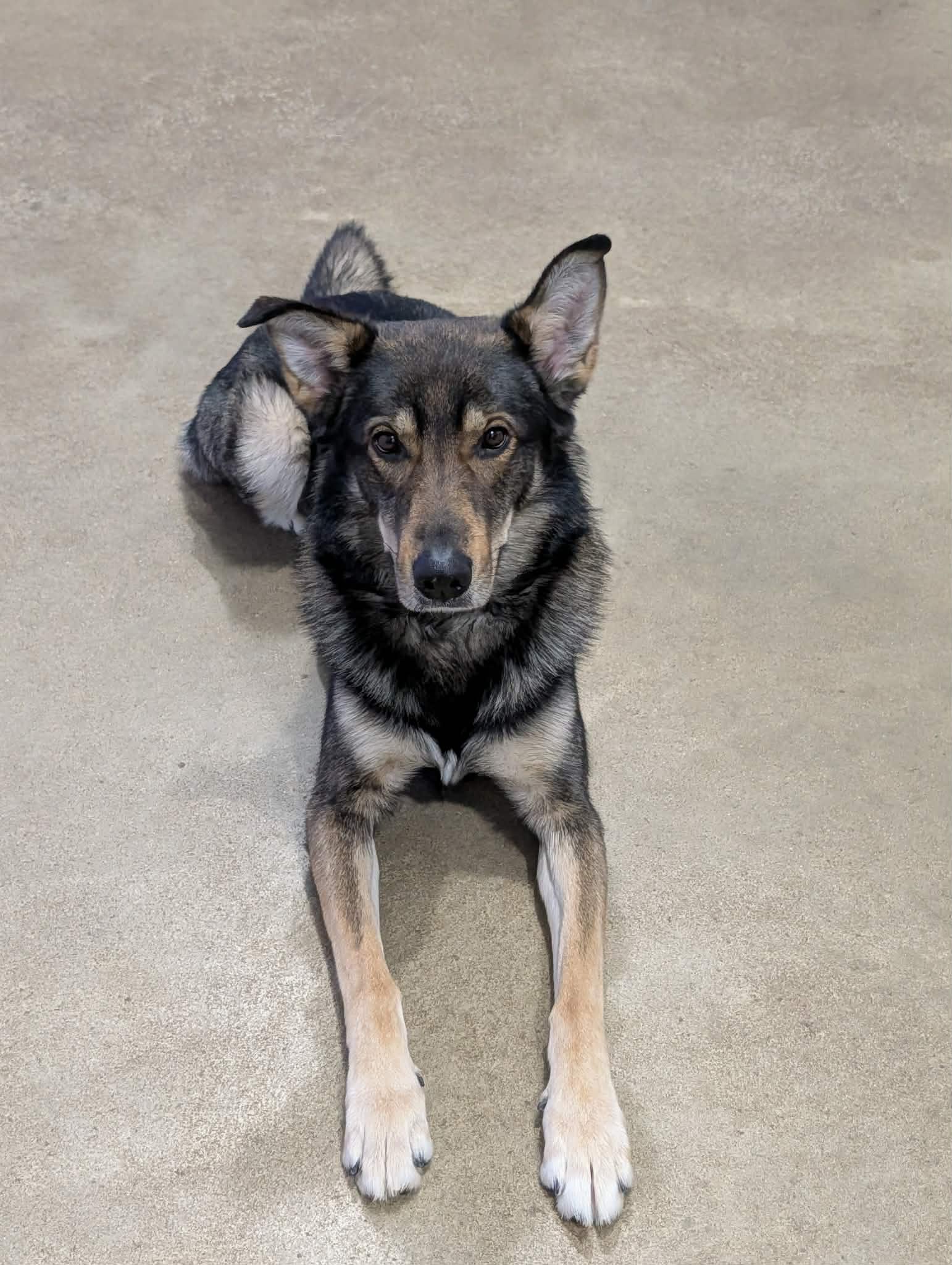 Enlarge Koda*ADOPTION*PENDING, an adopted mixed breed in Waverly, IA image 4/5