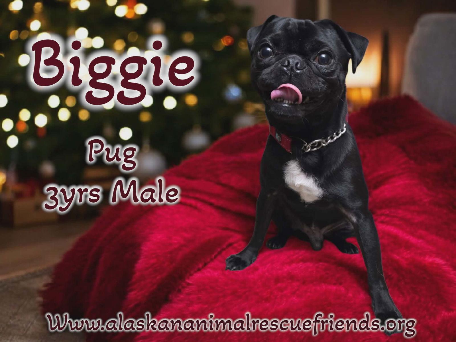 Biggie, Adoptable, Adult Male Pug.