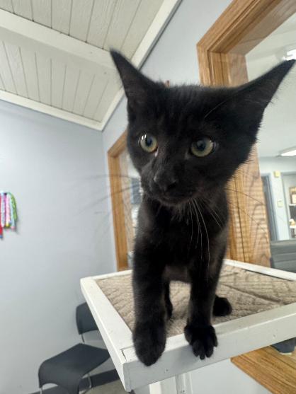 Enlarge Fred, an adopted Domestic Short Hair in Mount Vernon, OH image 1/1