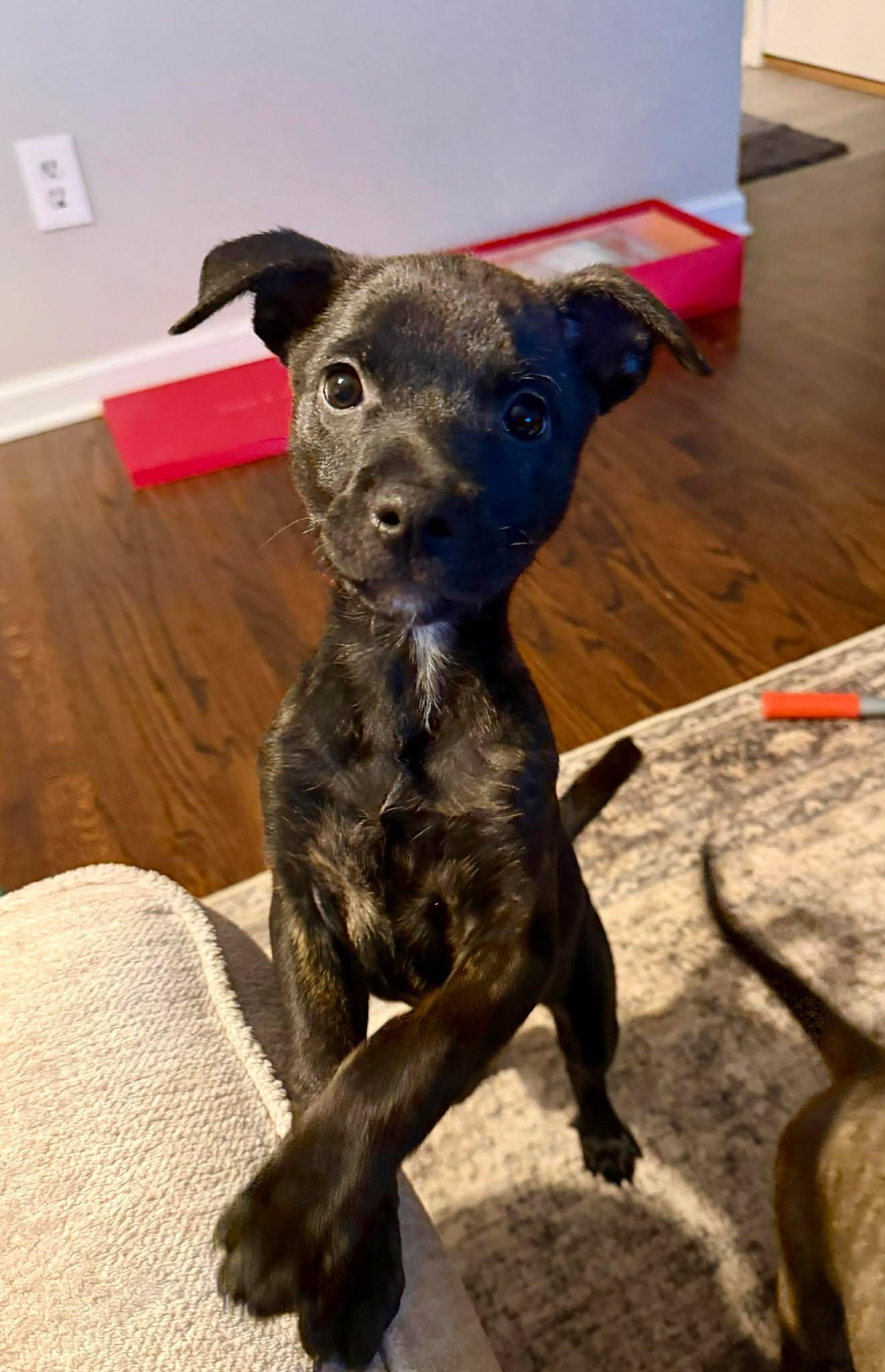 Bubbles, a ADOPTABLE mixed breed in Pleasant Ridge, MI image 1/6