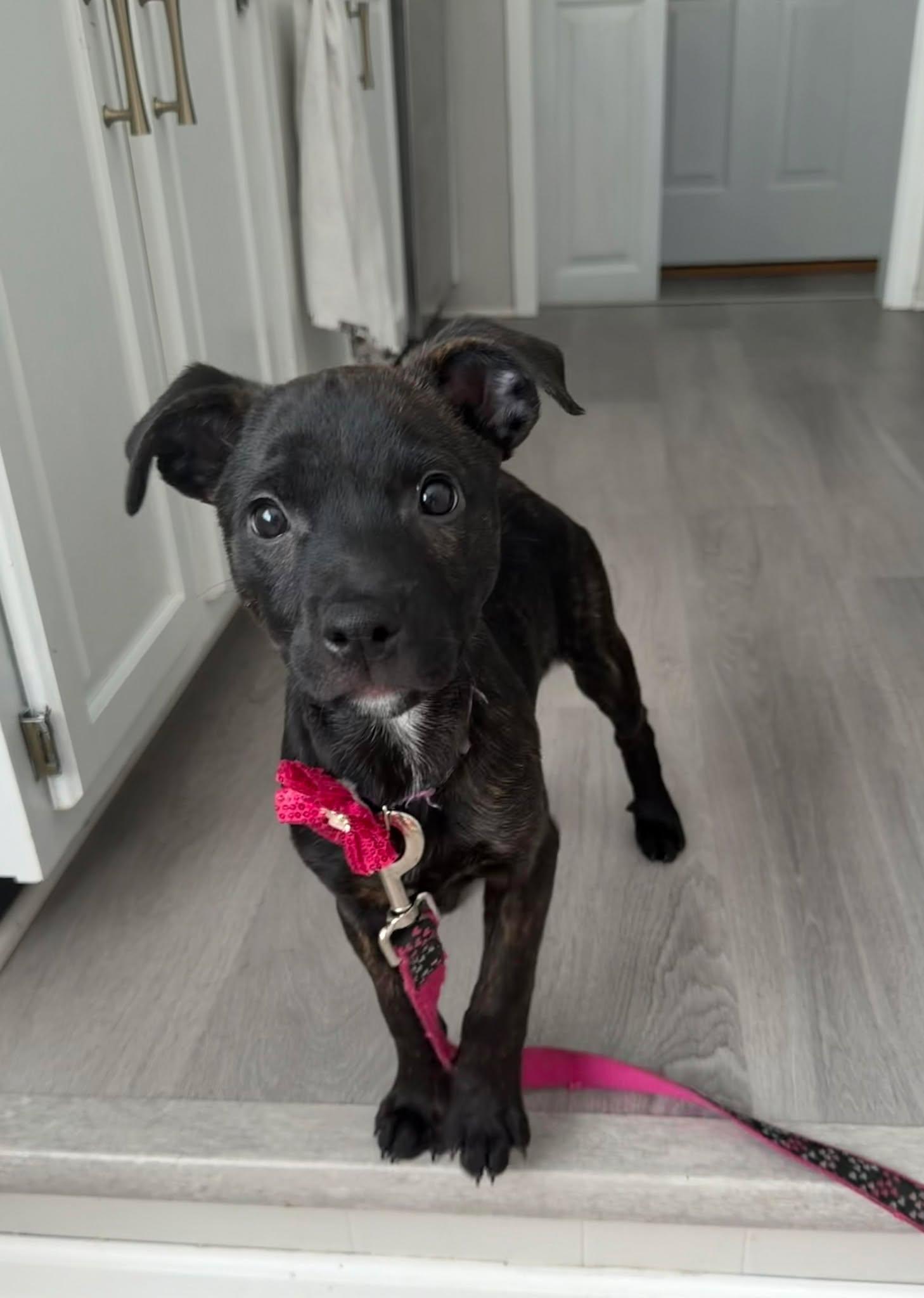 Bubbles, a ADOPTABLE mixed breed in Pleasant Ridge, MI image 3/6