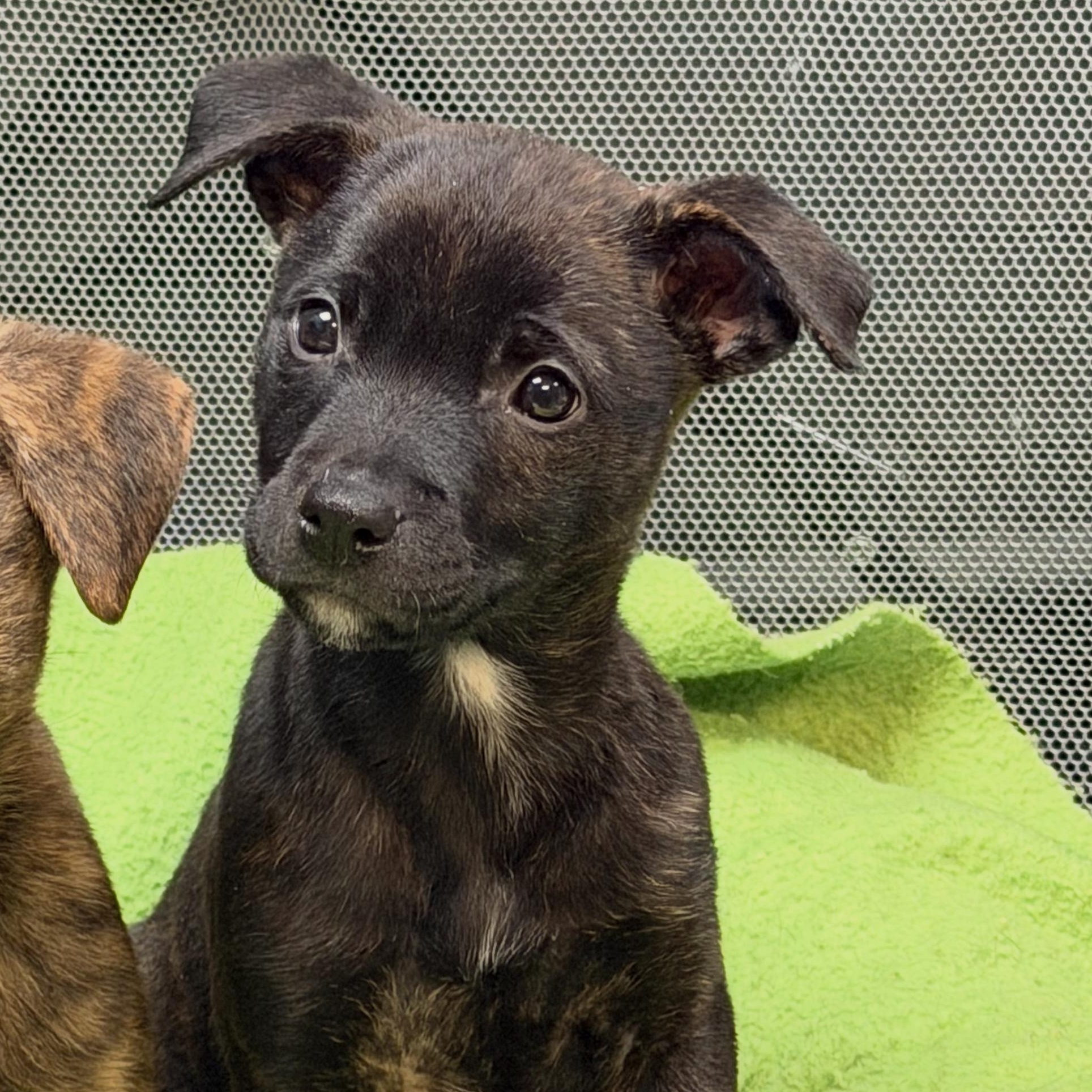 Bubbles, a ADOPTABLE mixed breed in Pleasant Ridge, MI image 4/6
