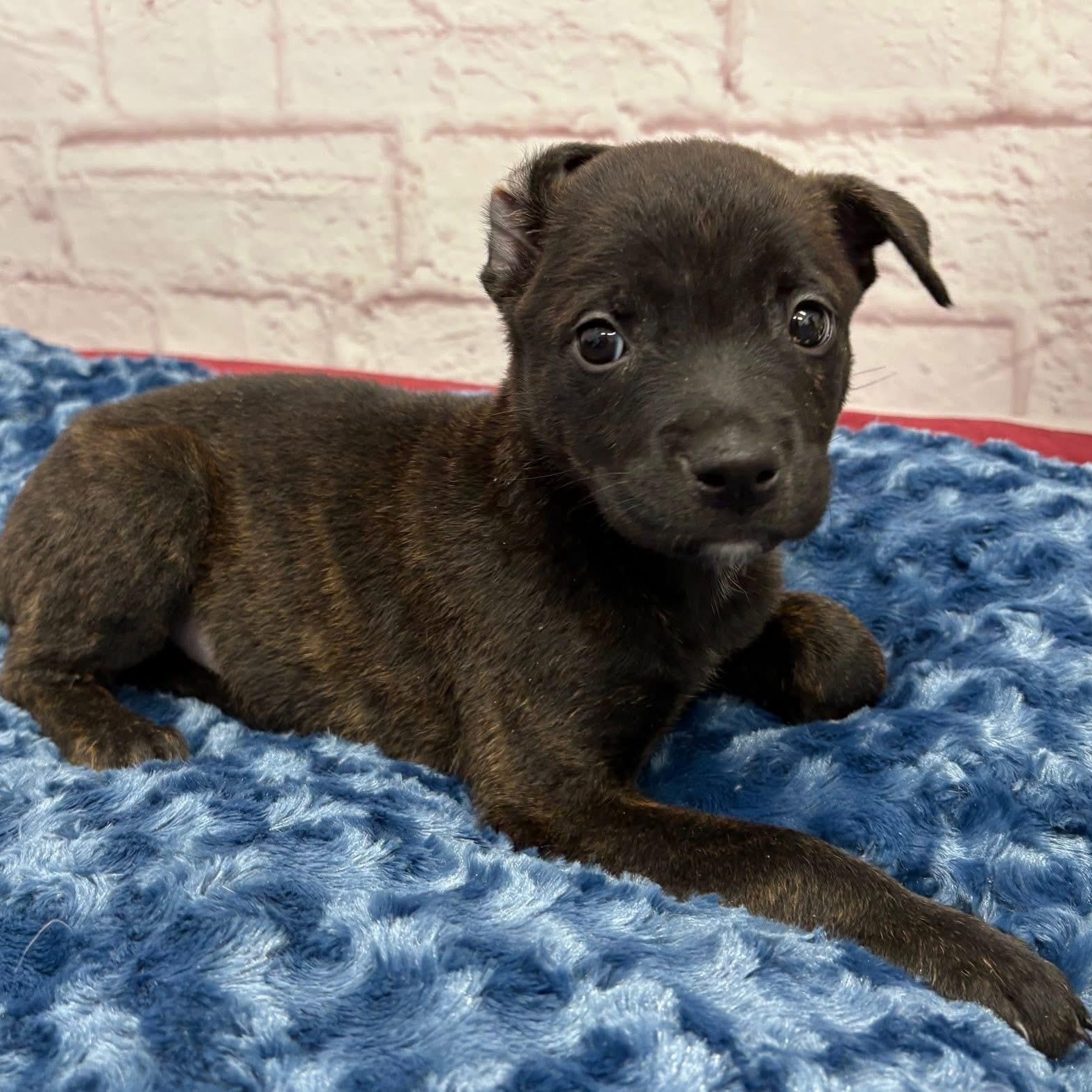 Bubbles, ADOPTABLE, Puppy Female Pit Bull Terrier & Rottweiler.