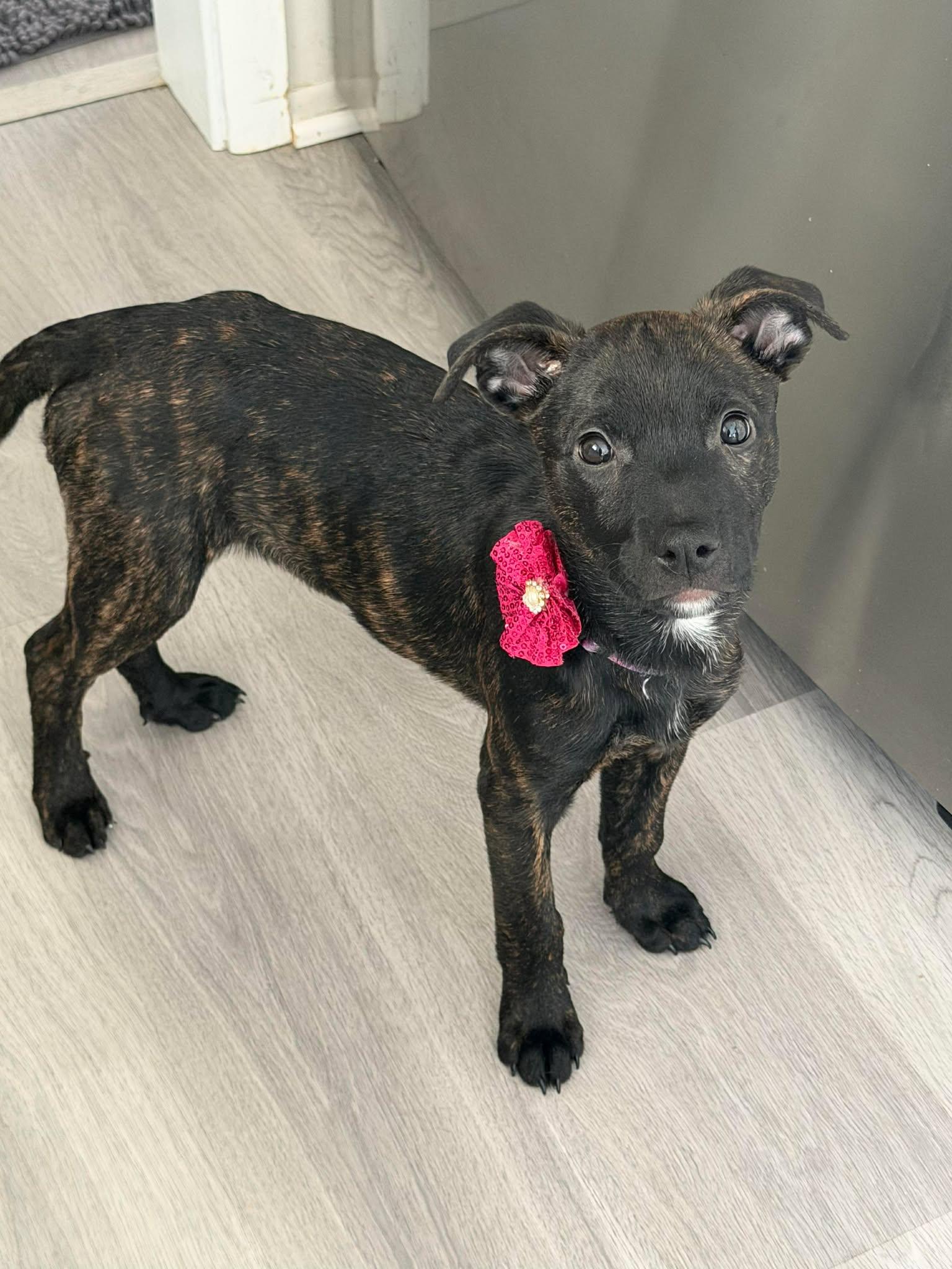 Bubbles, a ADOPTABLE mixed breed in Pleasant Ridge, MI image 2/6