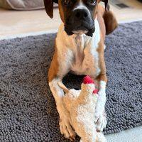 Enlarge Rocky Balboa, a Adoptable Boxer in Davis, CA image 1/6