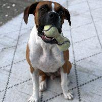 Enlarge Rocky Balboa, a Adoptable Boxer in Davis, CA image 2/6