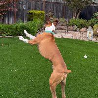 Enlarge Rocky Balboa, a Adoptable Boxer in Davis, CA image 3/6