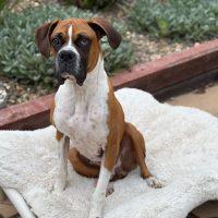 Enlarge Rocky Balboa, a Adoptable Boxer in Davis, CA image 4/6
