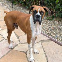 Enlarge Rocky Balboa, a Adoptable Boxer in Davis, CA image 5/6