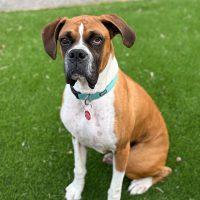 Enlarge Rocky Balboa, a Adoptable Boxer in Davis, CA image 6/6