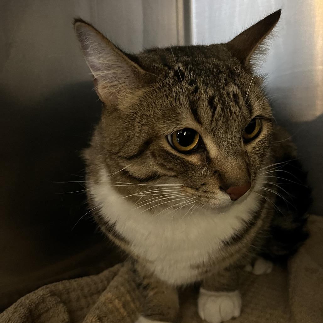 Enlarge Socks, a Adoptable Domestic Short Hair in Ojai, CA image 1/2