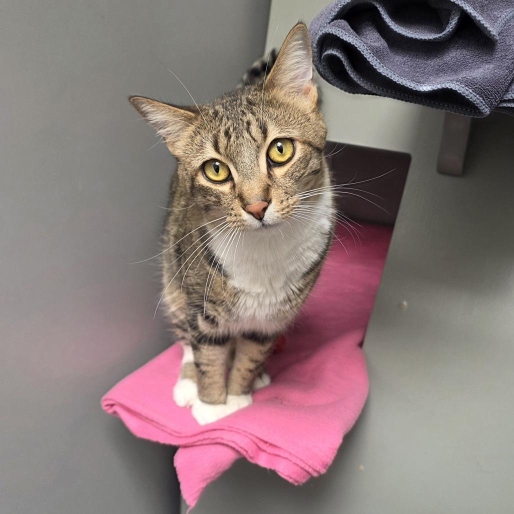 Enlarge Socks, a Adoptable Domestic Short Hair in Ojai, CA image 2/2