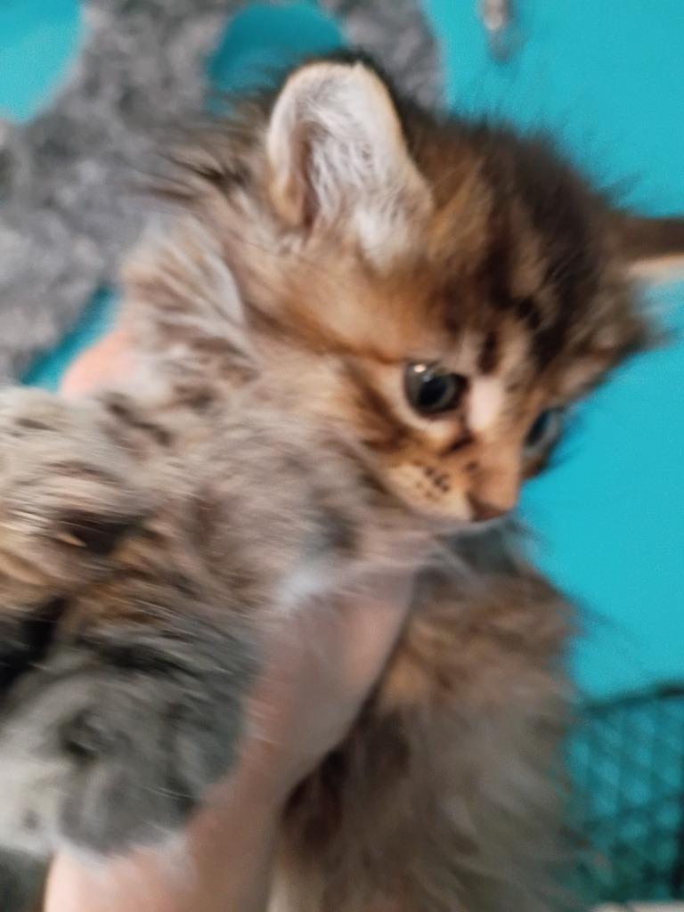 Oreo (Green), Adoptable, Kitten Female Domestic Medium Hair.
