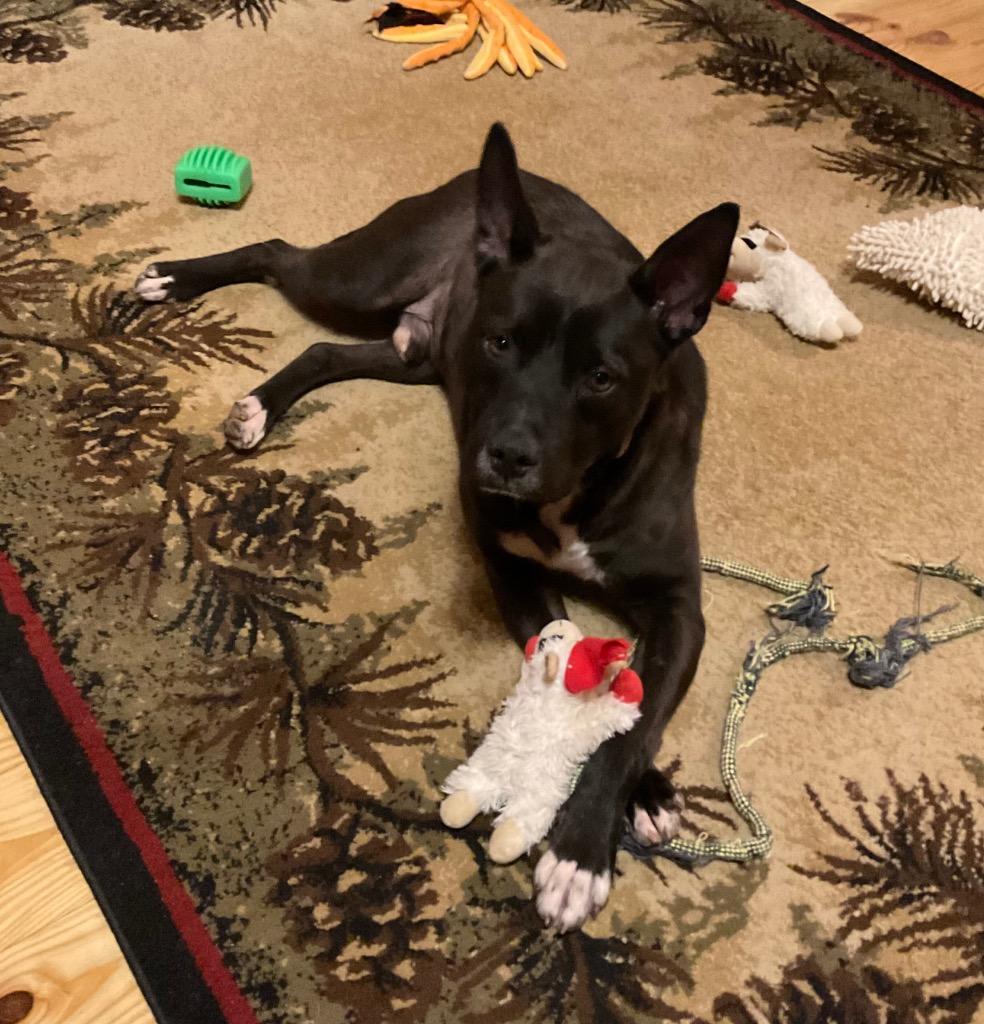 Brady, Adoptable, Adult Male Mixed Breed.