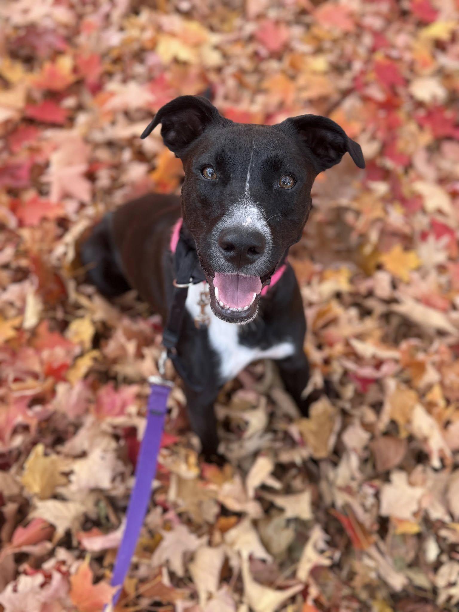 Enlarge Jello!, a Adoptable mixed breed in Eastpointe, MI image 2/6