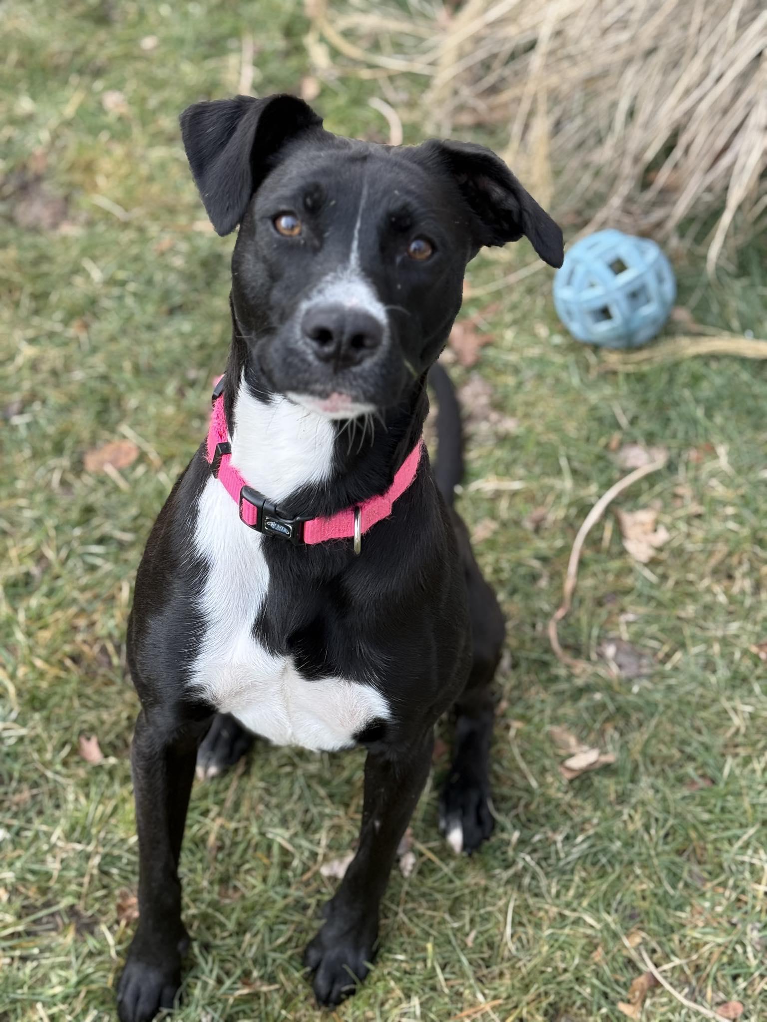 Jello! Adoption Fee Paid! , Adoptable, Young Female Pit Bull Terrier & American Staffordshire Terrier.
