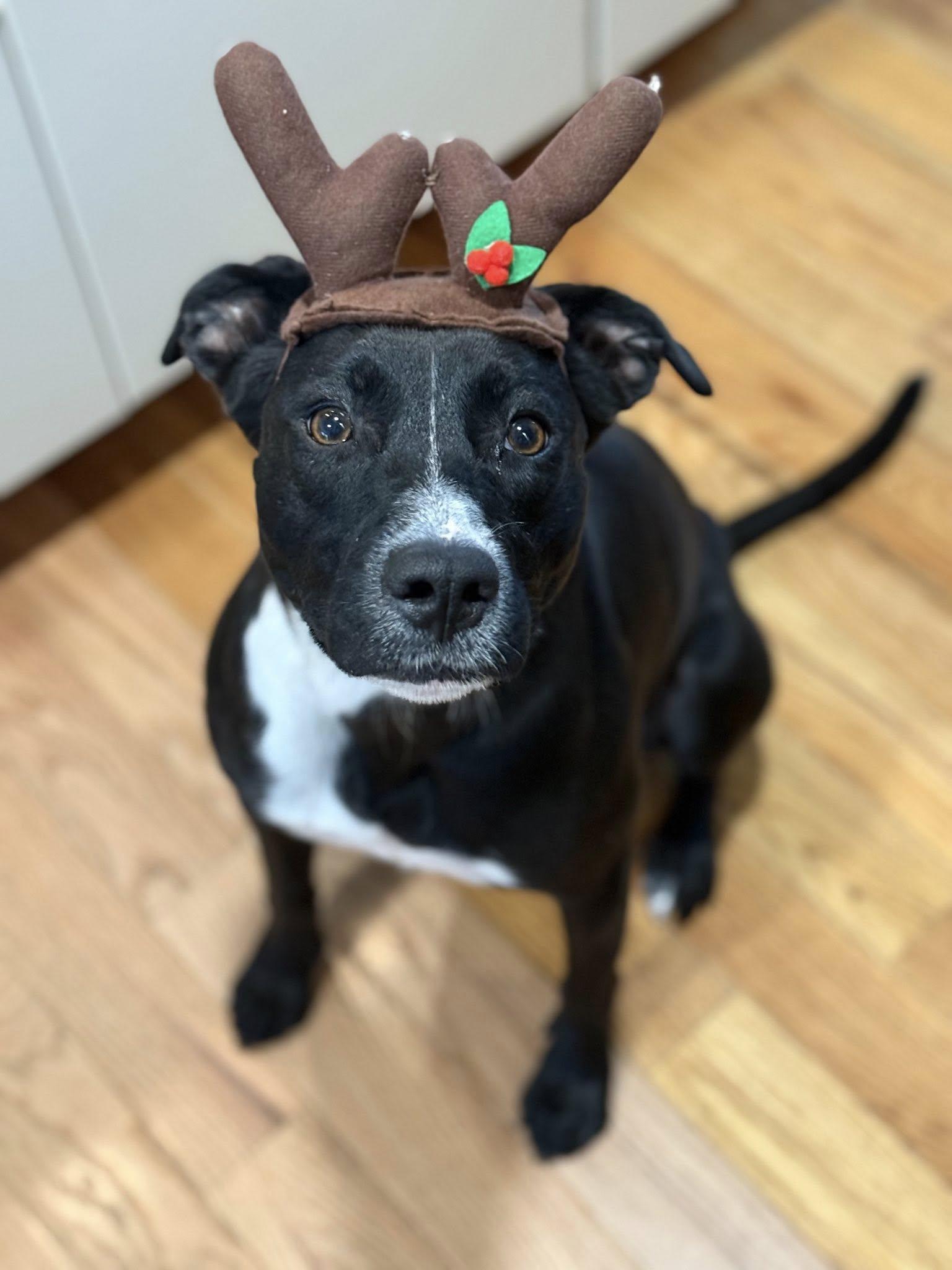 Enlarge Jello!, a Adoptable mixed breed in Eastpointe, MI image 4/6