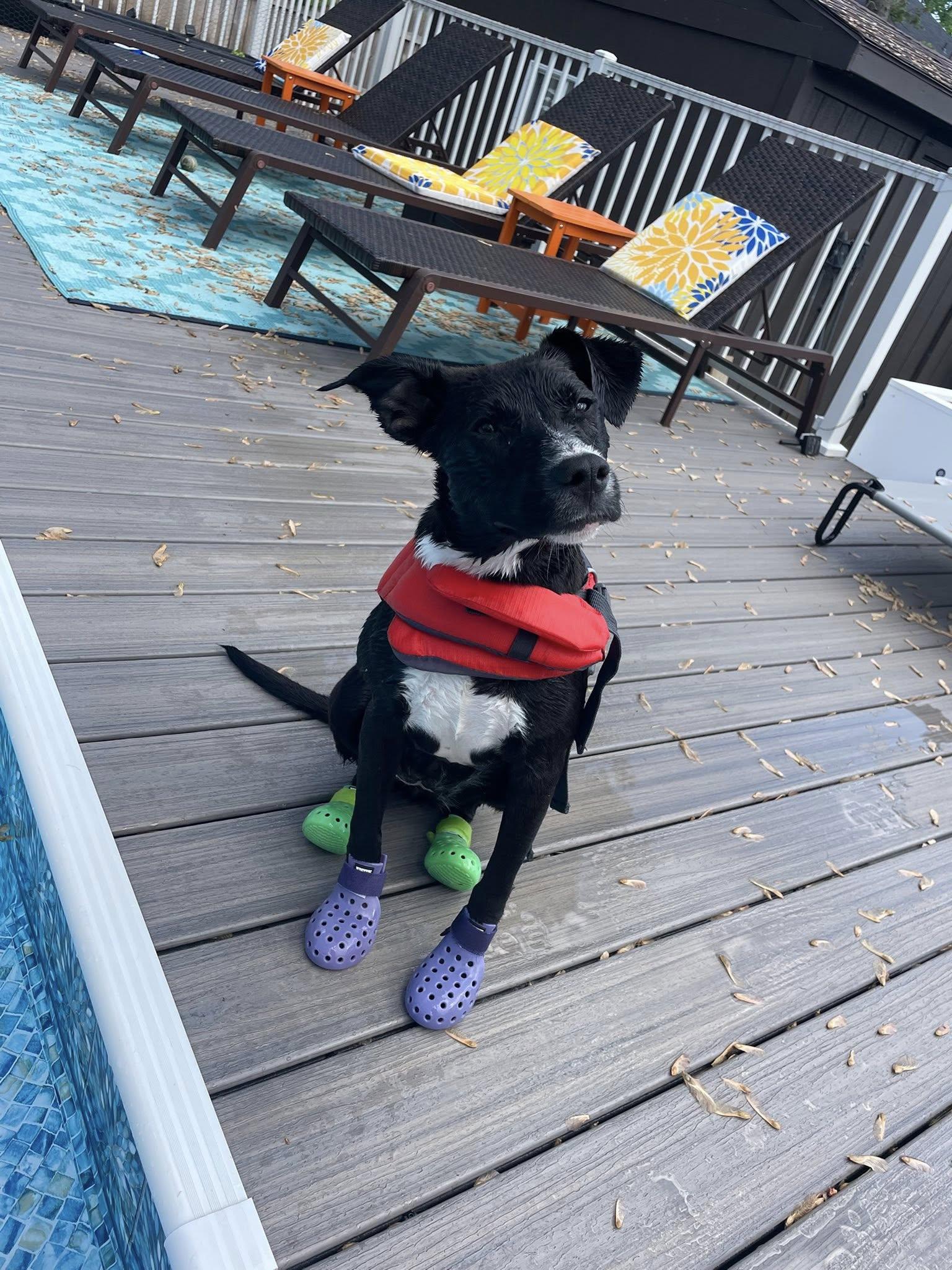 Enlarge Jello!, a Adoptable mixed breed in Eastpointe, MI image 5/6