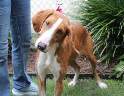 Poppy, Adoptable, Adult Female Collie & Hound.