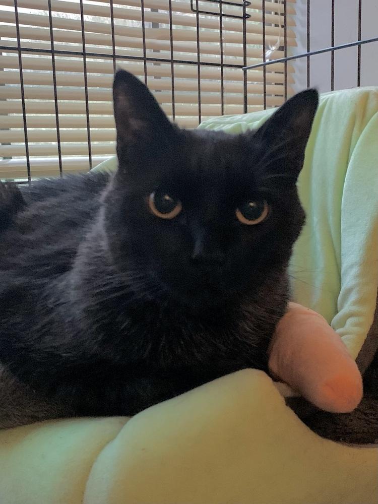 Jack, Adoptable, Senior Male Domestic Short Hair & Domestic Short Hair.