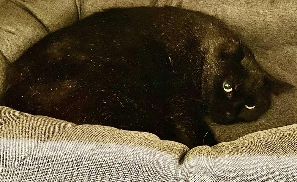 Enlarge Jack, a Adoptable mixed breed in Dallas, TX image 2/6