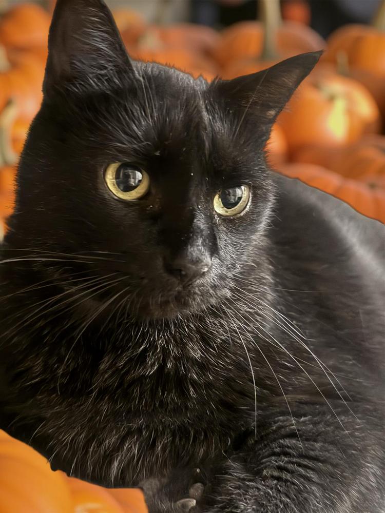 Enlarge Jack, a Adoptable mixed breed in Dallas, TX image 2/6